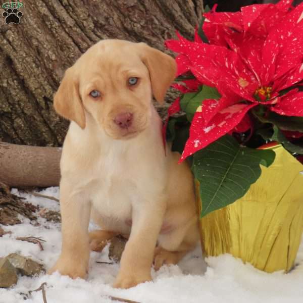 Avery, Yellow Labrador Retriever Puppy